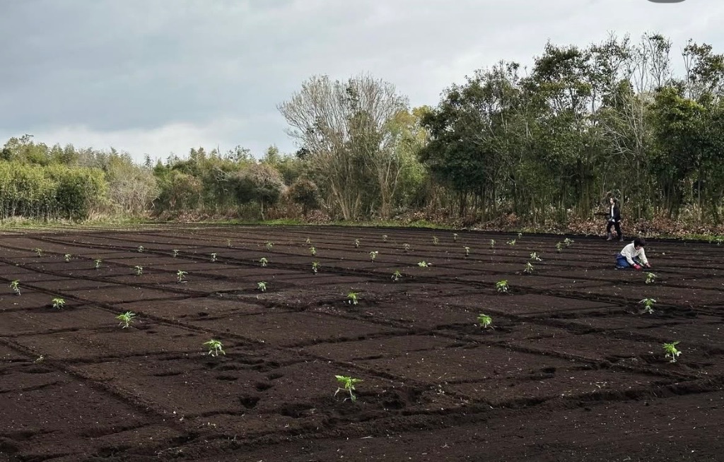 鹿屋市の専用農場・定植作業